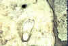 sign.jpg (14763 bytes)